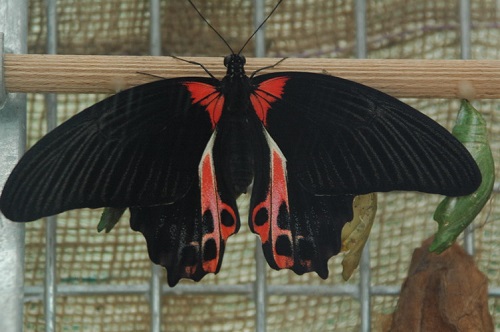 Ilustrační foto - výstava motýlů Fata Morgana