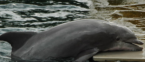 Zoo Nrnberg