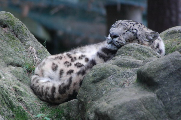 Zoo Nrnberg