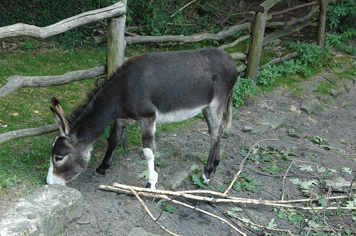 ilustran foto - osel