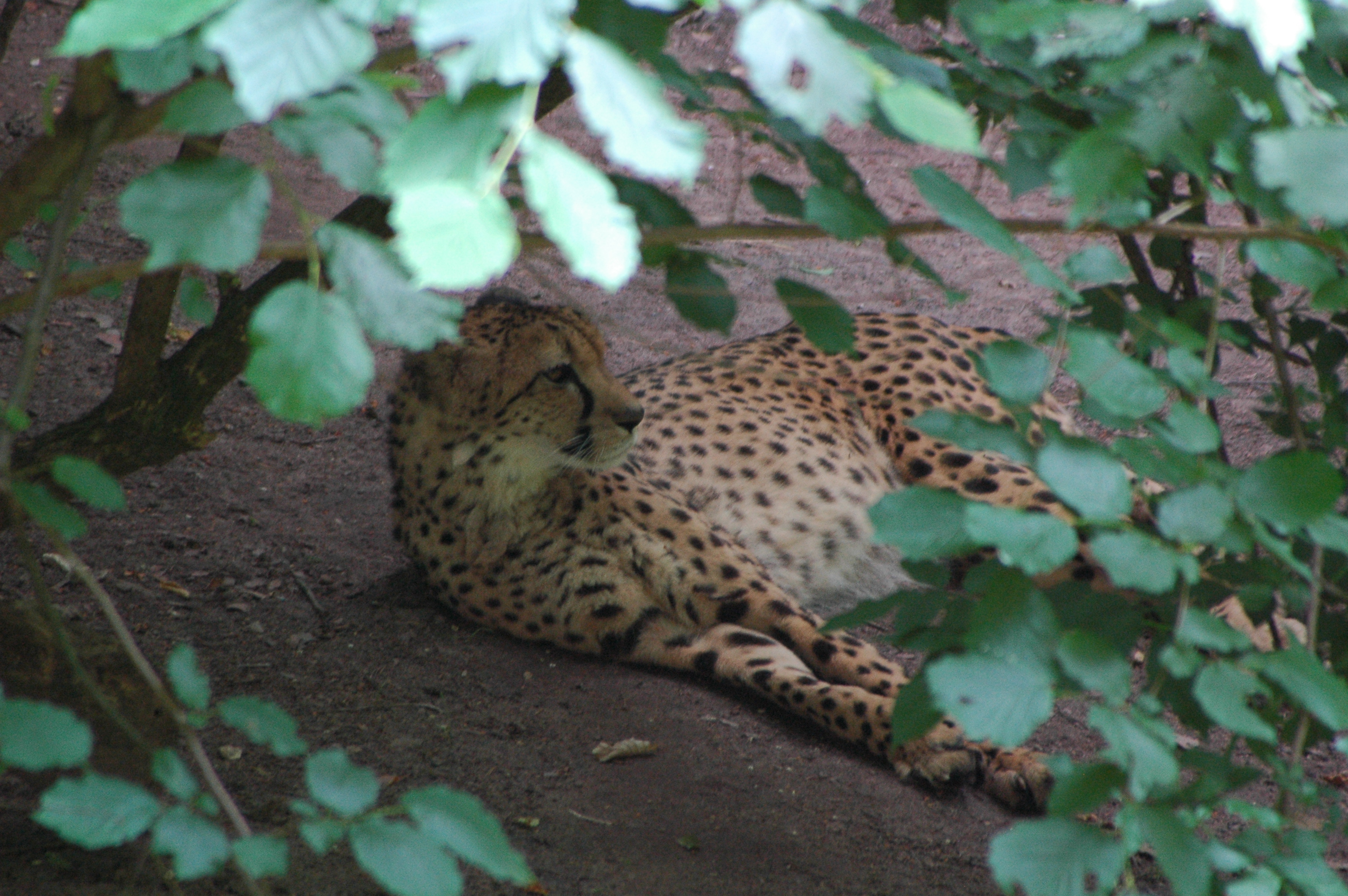 ilustran foto - gepard