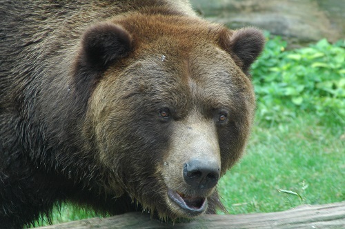 Zoo Děčín - medvěd