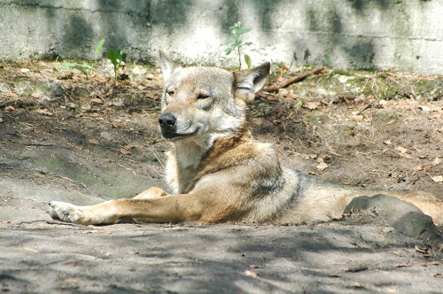 Zoo Děčín - vlk